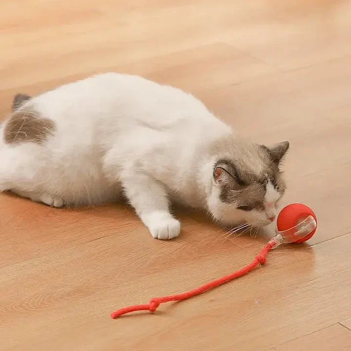 PawPlay™ | Interactive cat toy ball