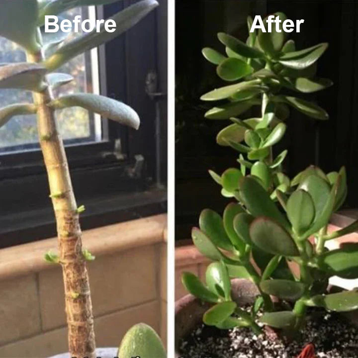 2+1 FREE | RootRise™ | Faster plant regeneration